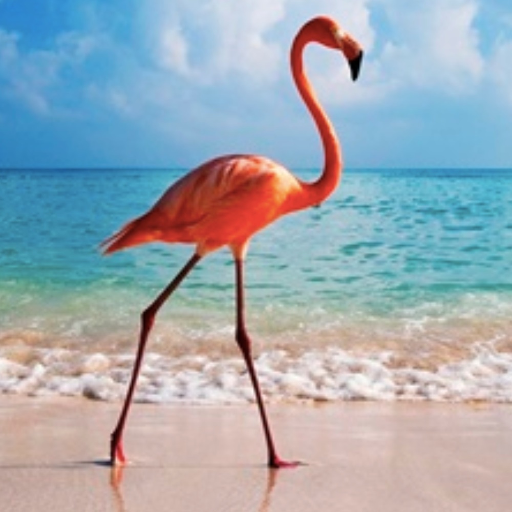 Meet your Posher, Flamingo